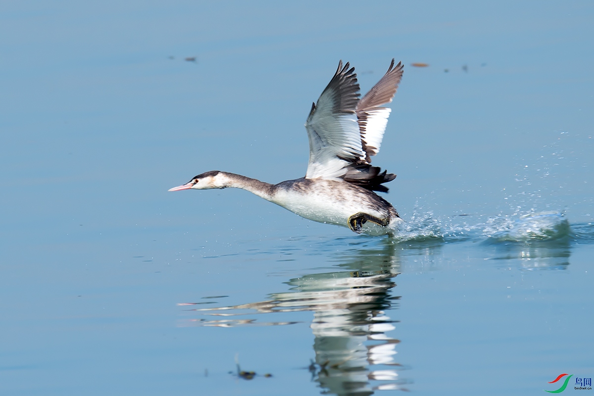 DSC_p5415.jpg