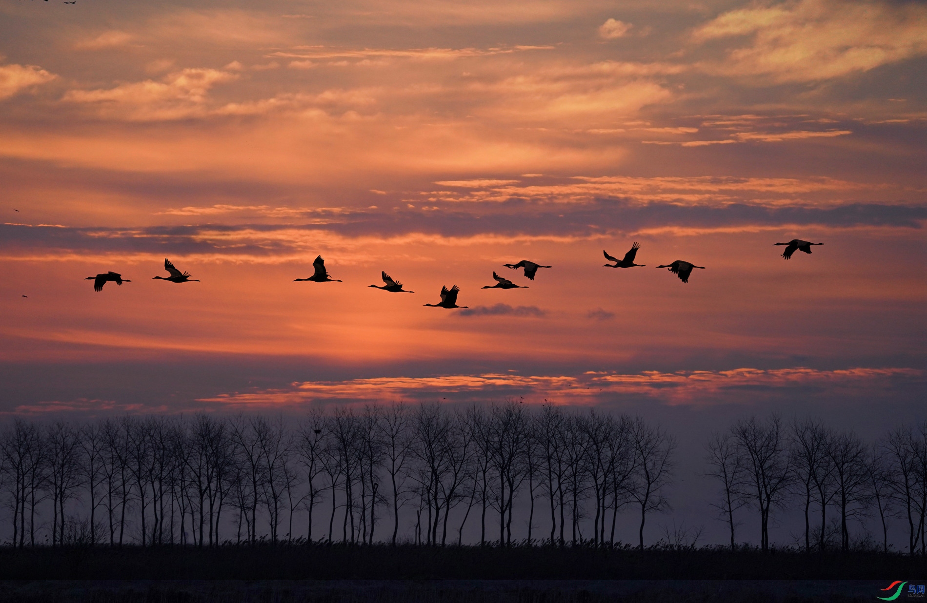 暮沉鸟归林.《荣获首页精华》