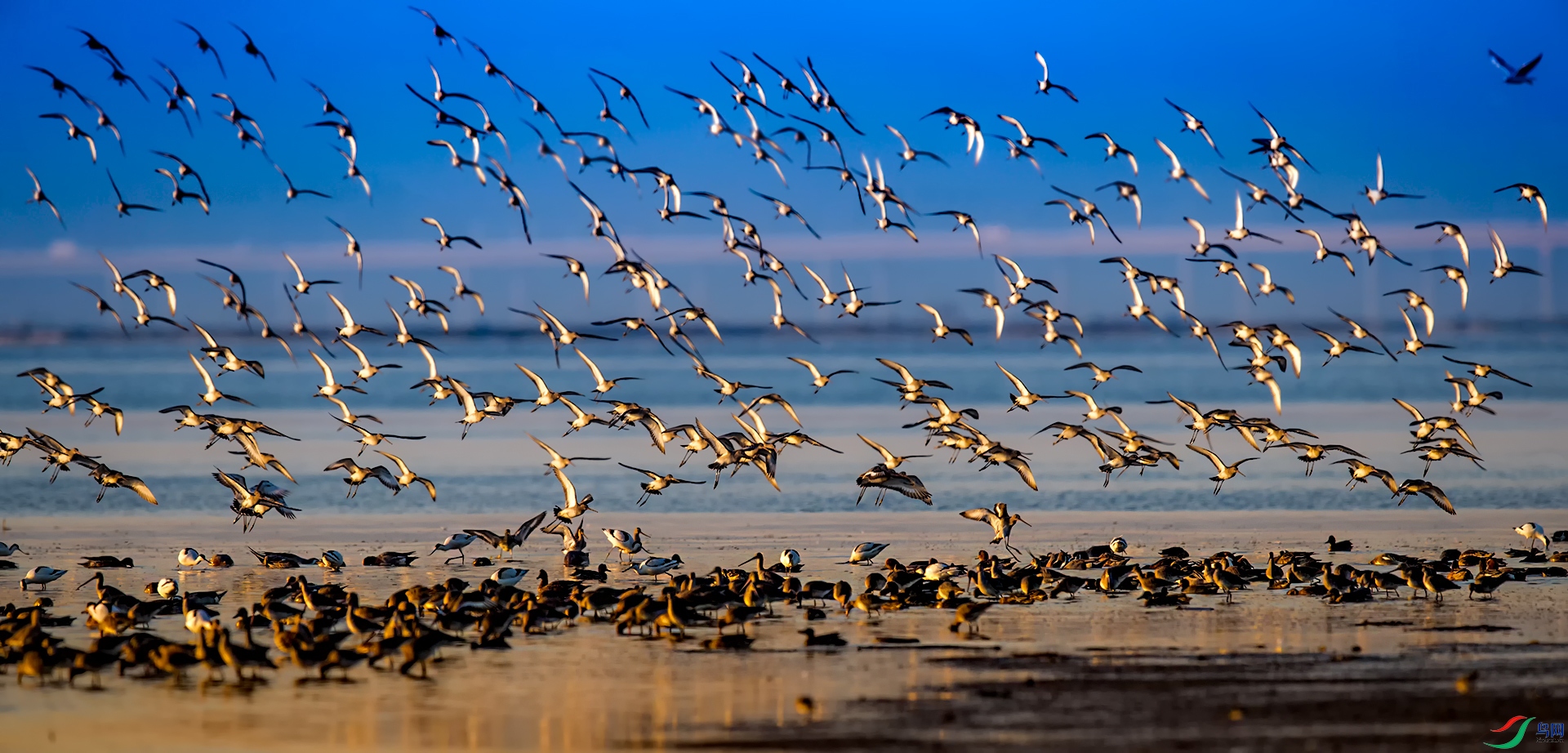 冬候鸟群飞舞