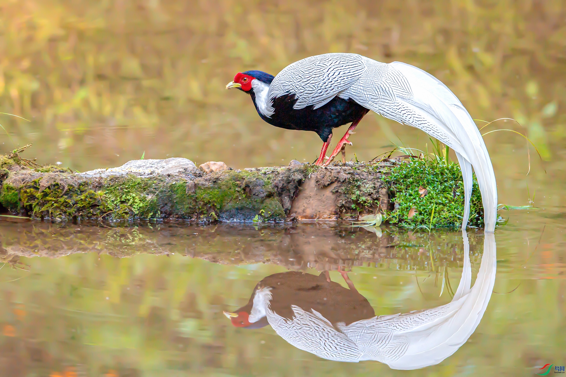 [林鳥] 白鷳出鏡--- (祝賀老師佳作榮獲vip綜合精華)