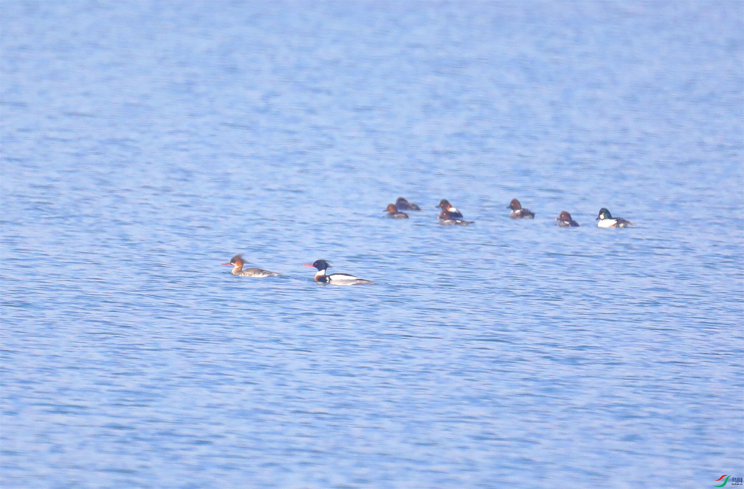 ������ɳѼ