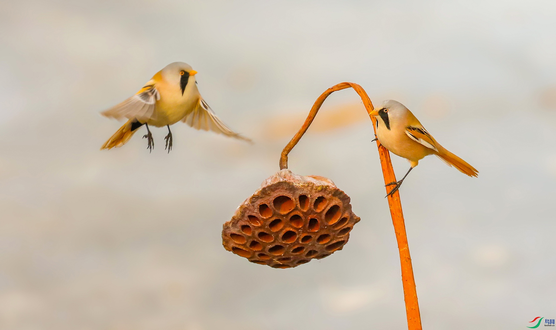 残荷罗雀贺获鸟类精华