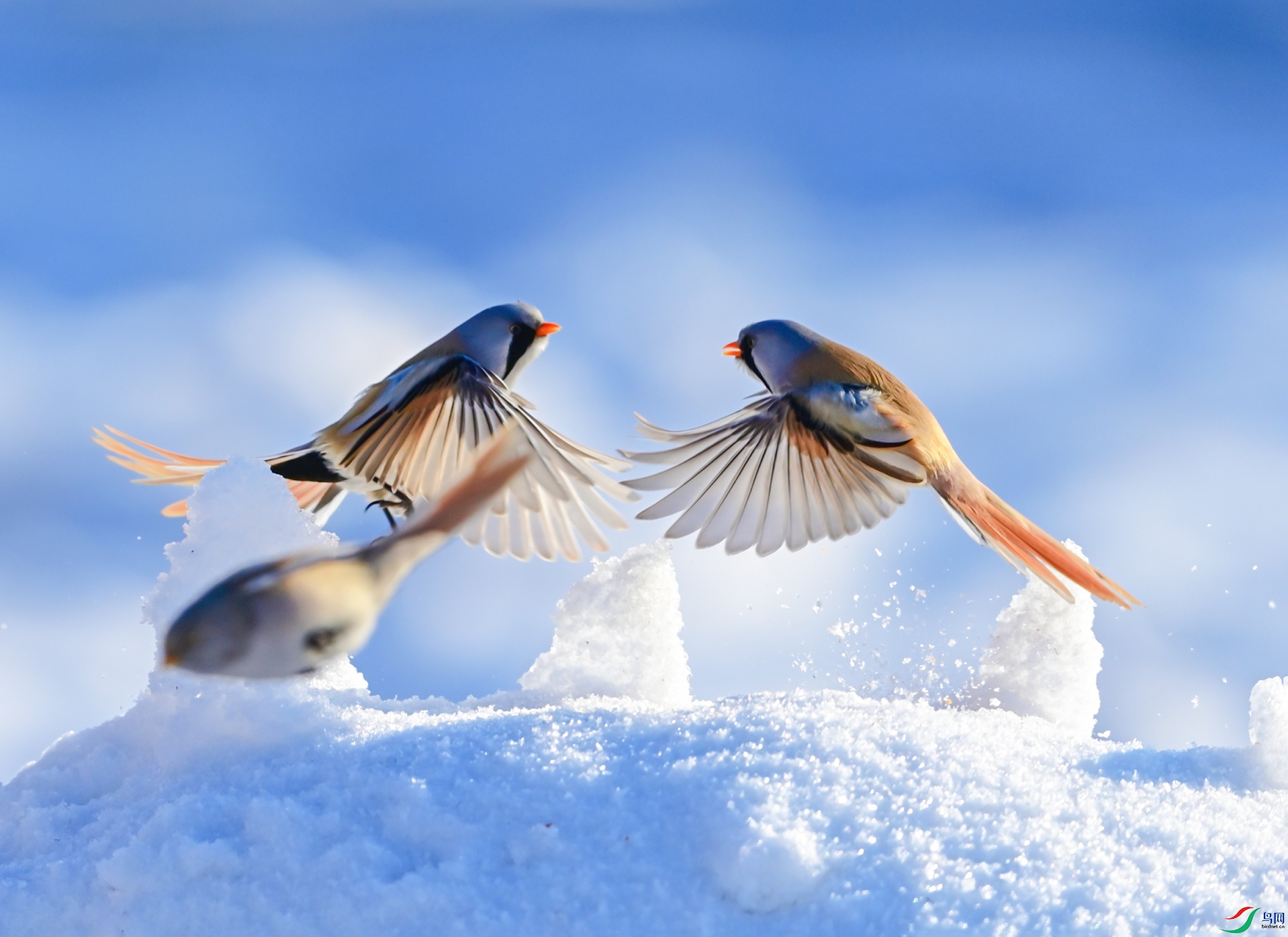 ��˫Ϊ��ս---��ȴ������Զ��