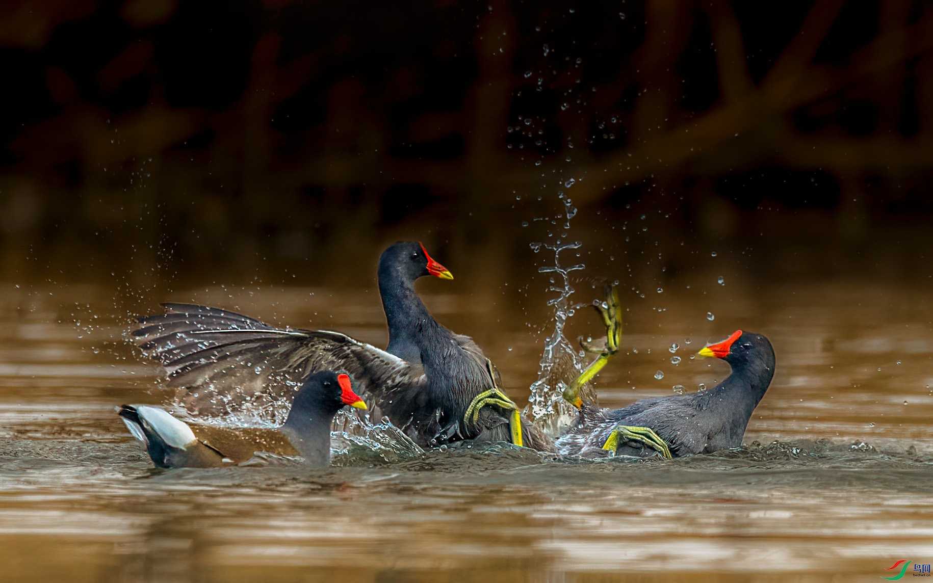 DSC_6261ft.jpg