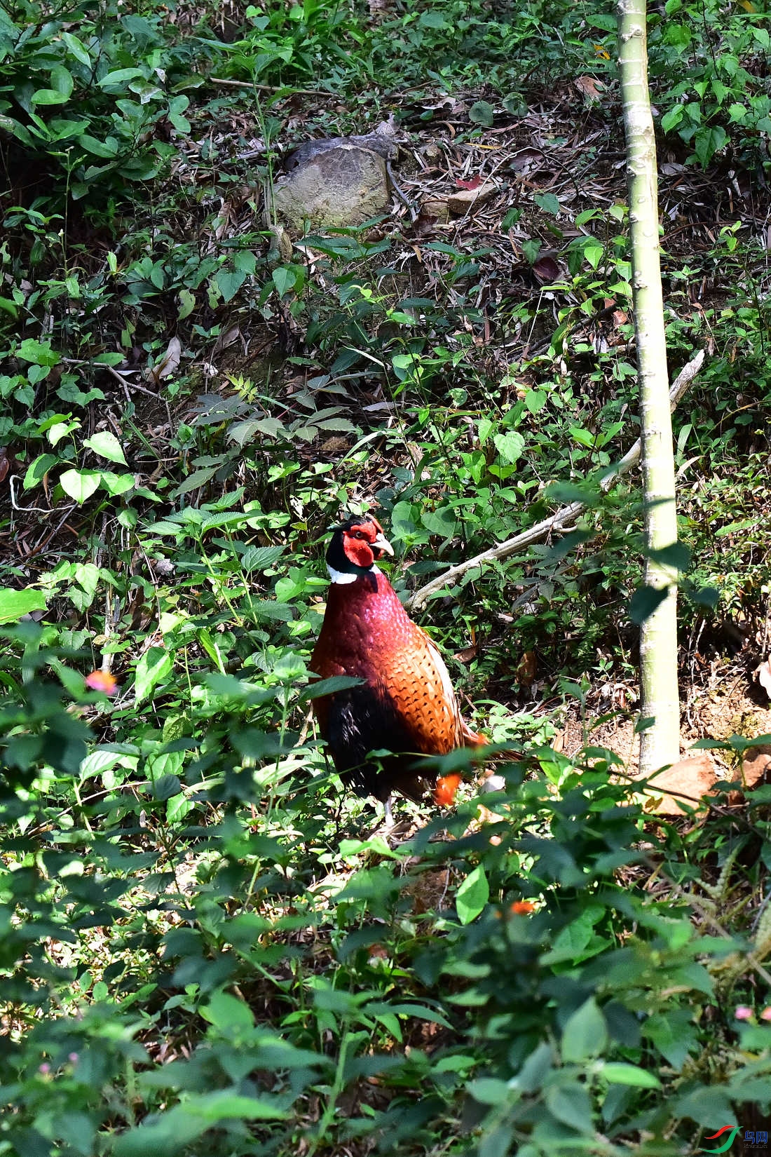 DSC_0205.JPG