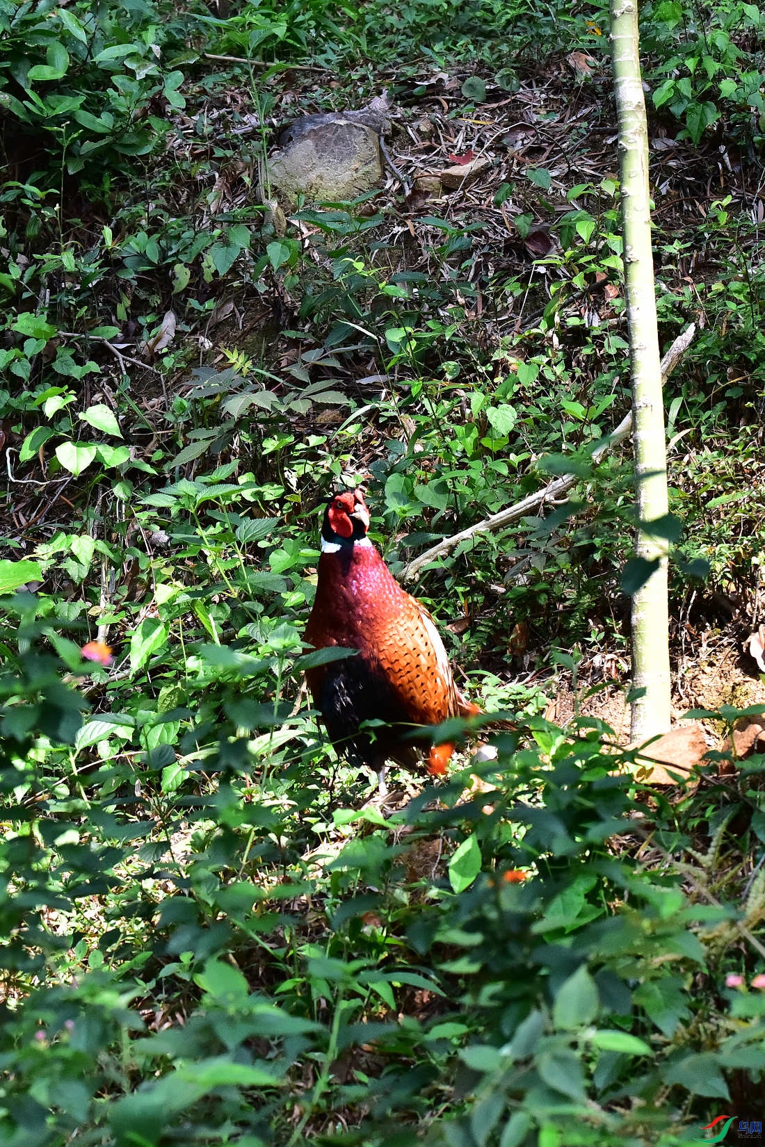 DSC_0206.JPG