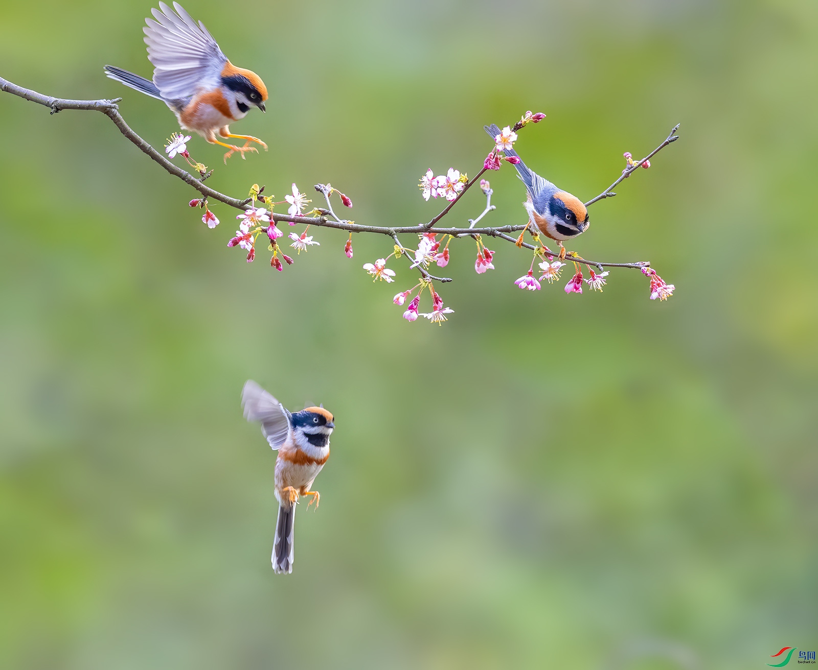 三只小萌鸟祝贺佳作荣获首页精华