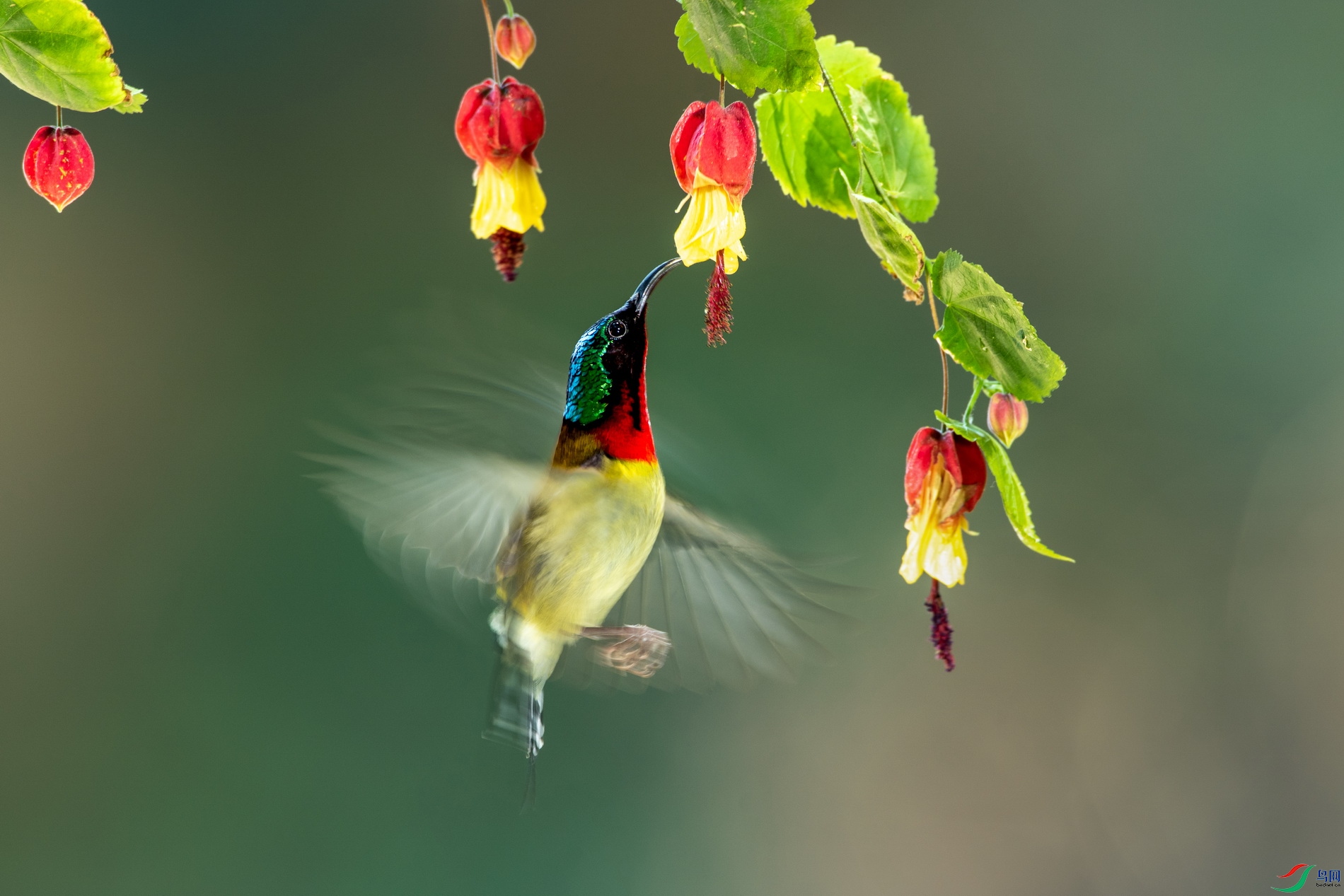 树上一只鸟 折断一个树枝猜成语_折断的树枝(3)