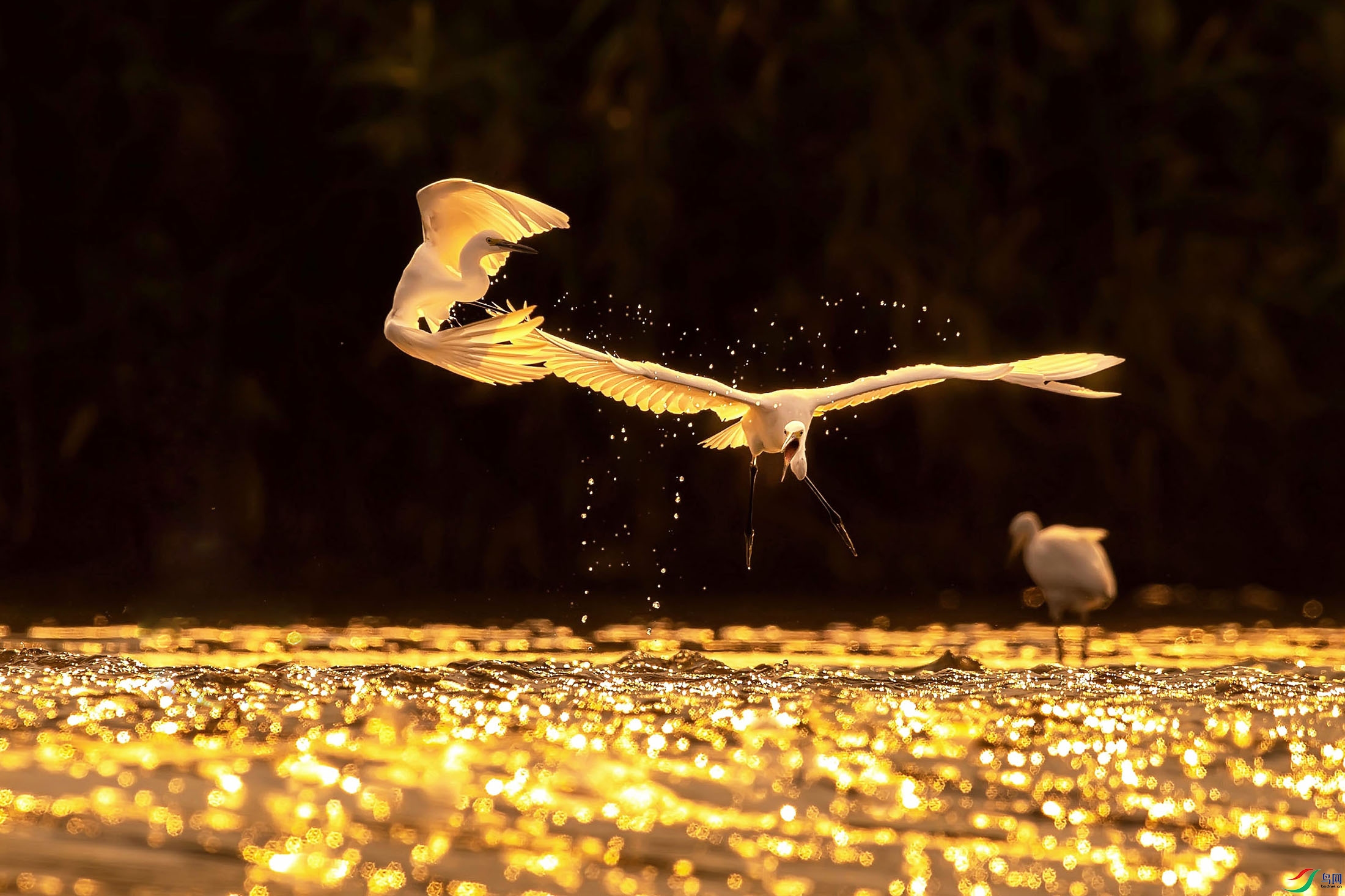 BO1I3798-1 - ����.jpg