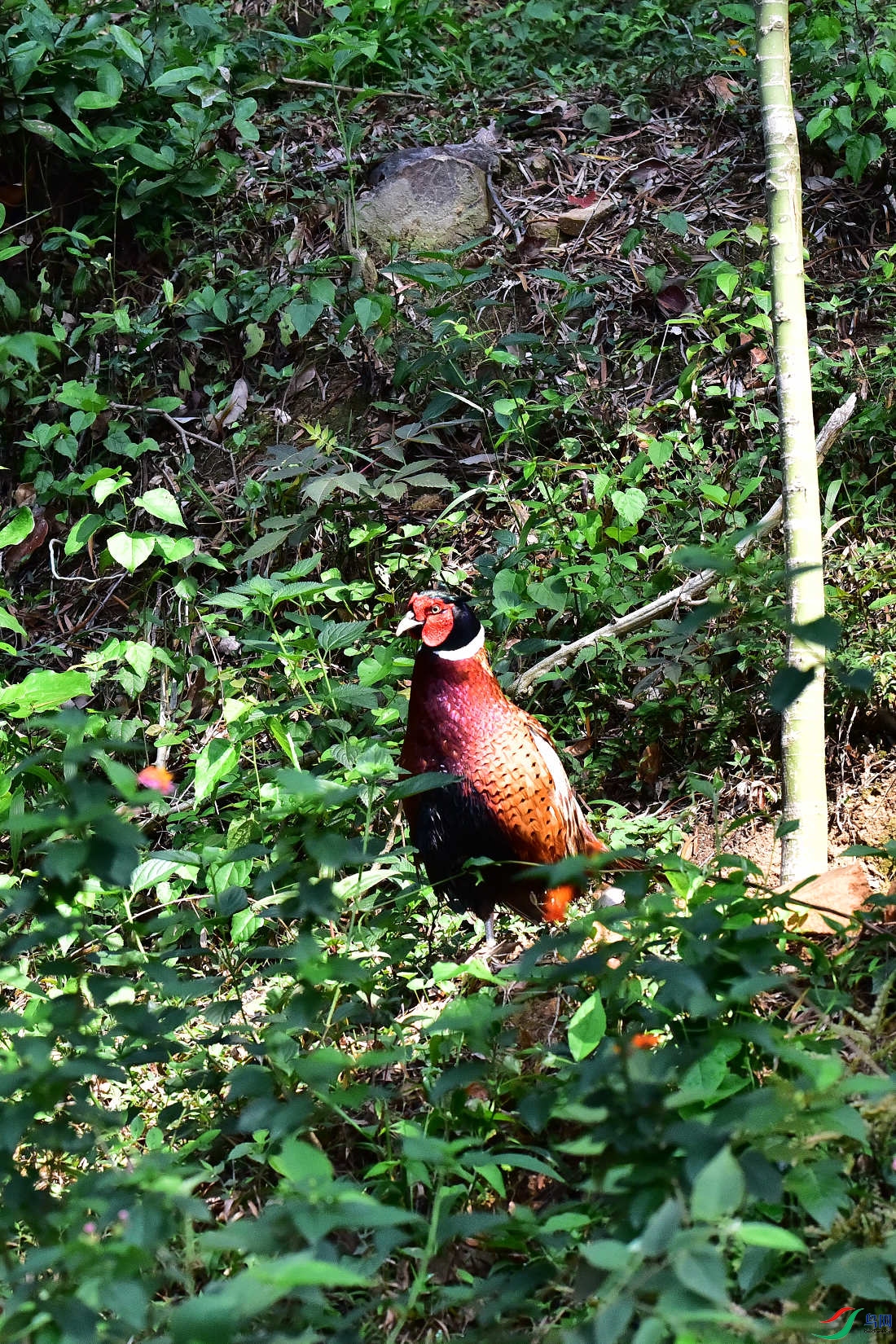 DSC_0209.JPG