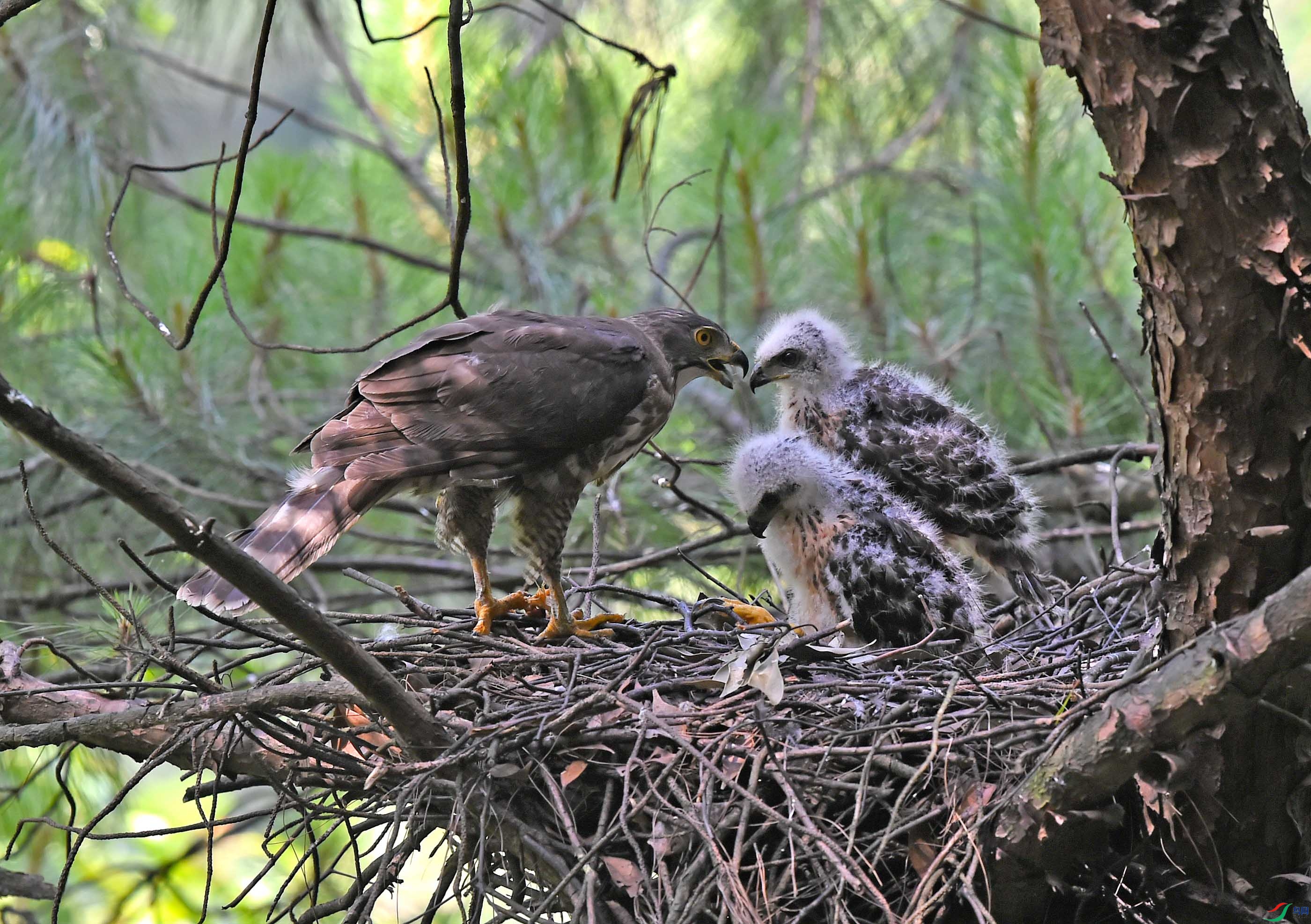 DSC_1071 - ����.JPG