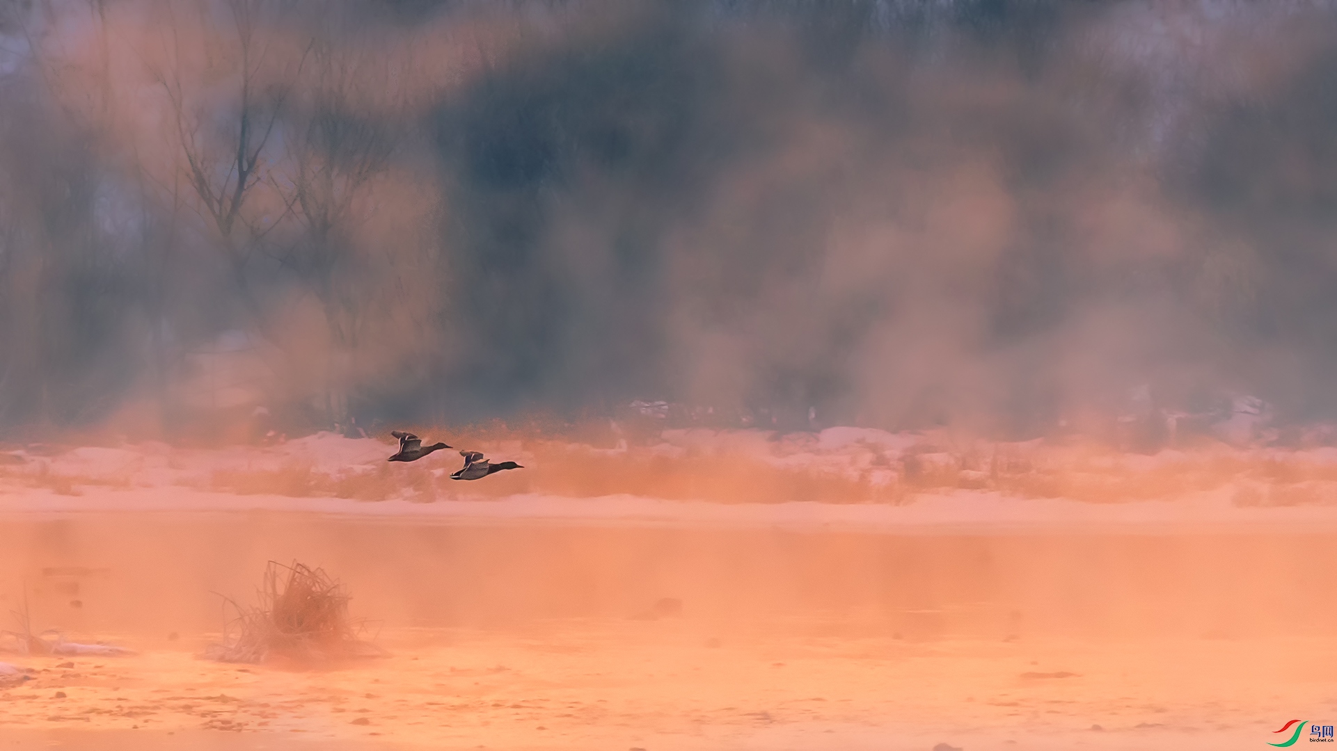 [鸟类] 飞越仙境----绿头鸭