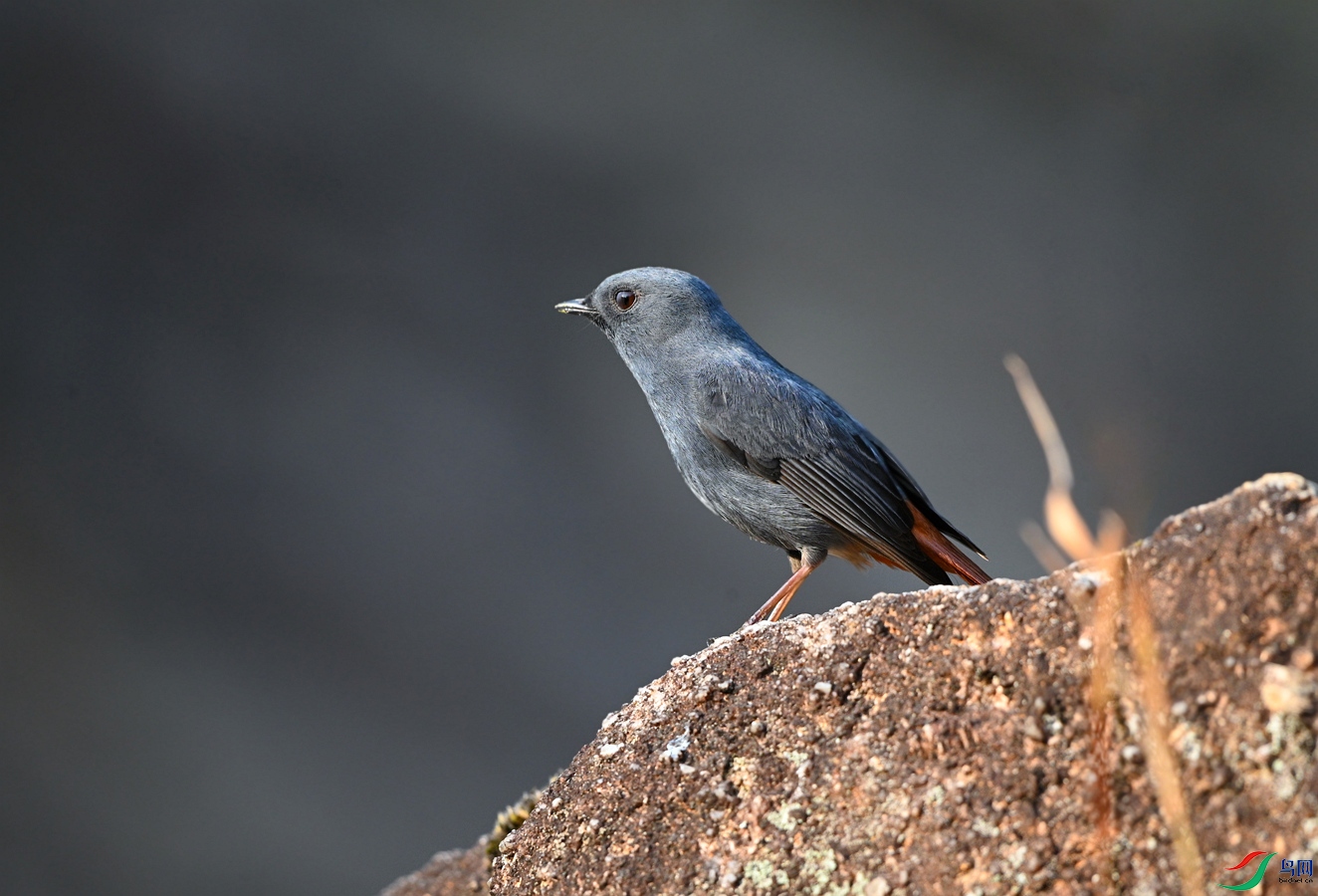 DSC_4485.jpg