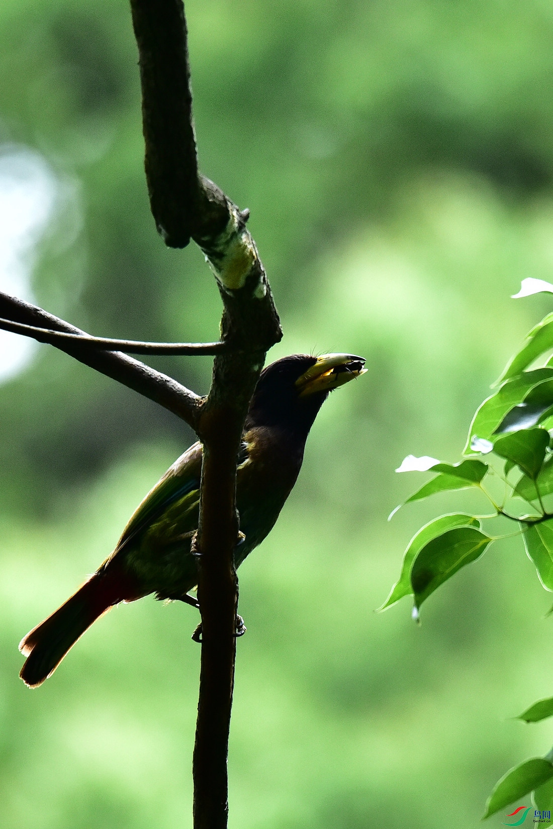 DSC_0918.JPG