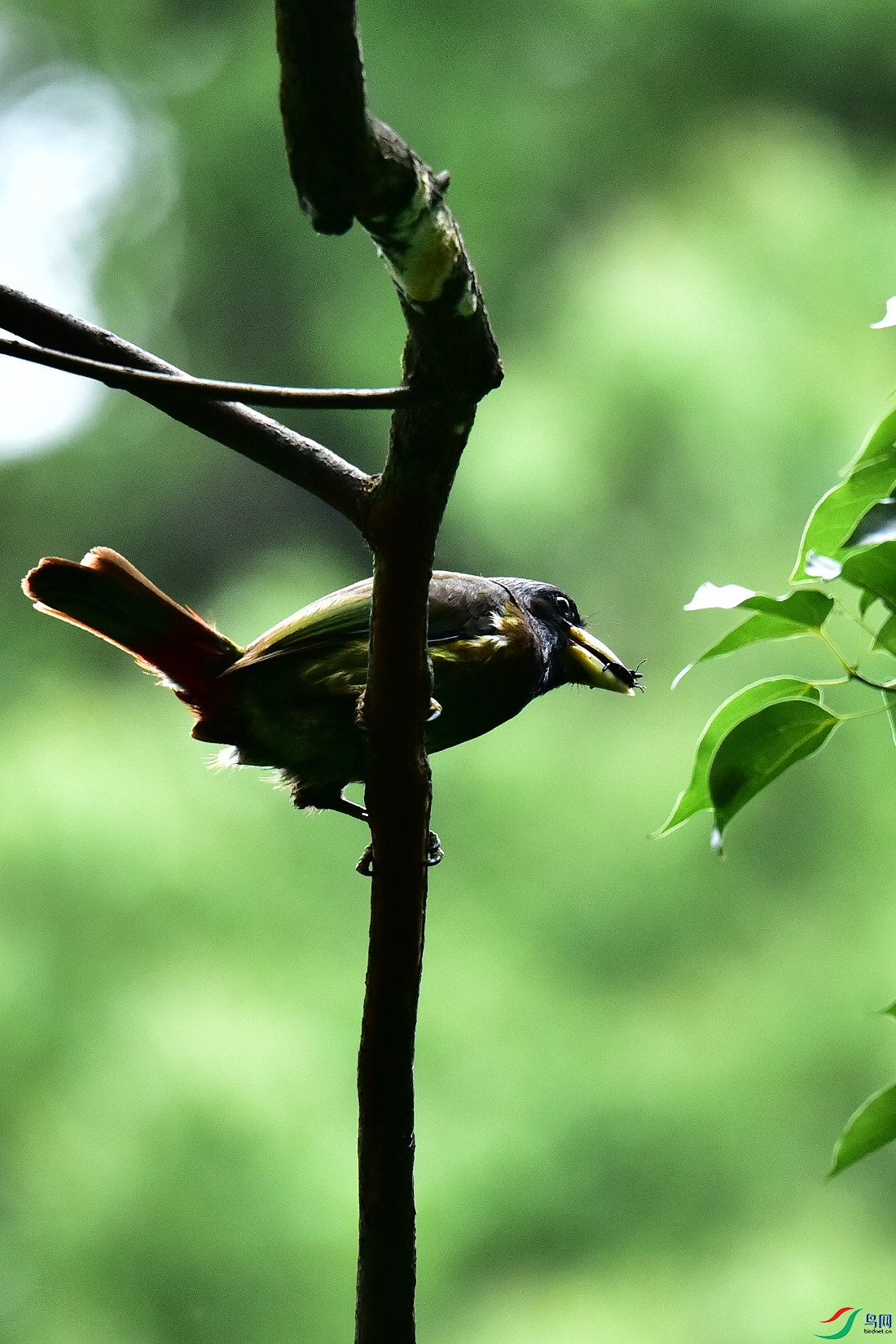 DSC_0919.JPG