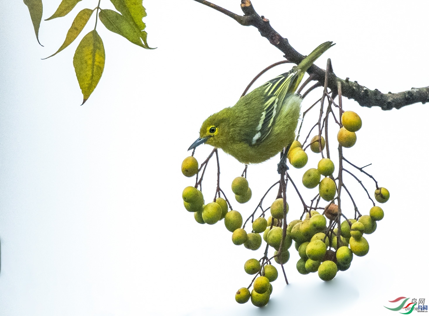 �ķ�ľ��  ��ʦ����������ʡ��˫���ɴ��������� ������.jpg