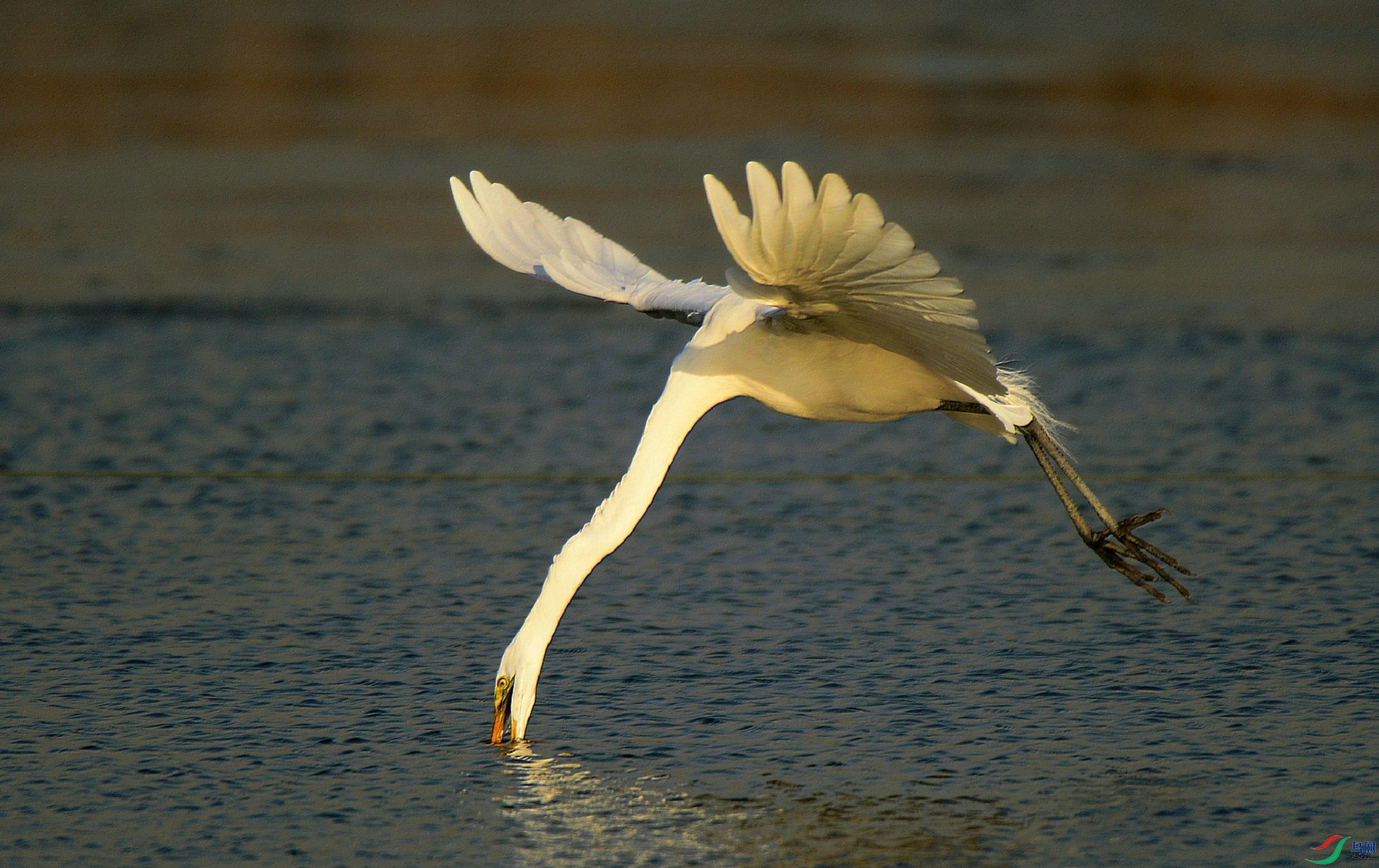 DSC_2874 - ����.jpg