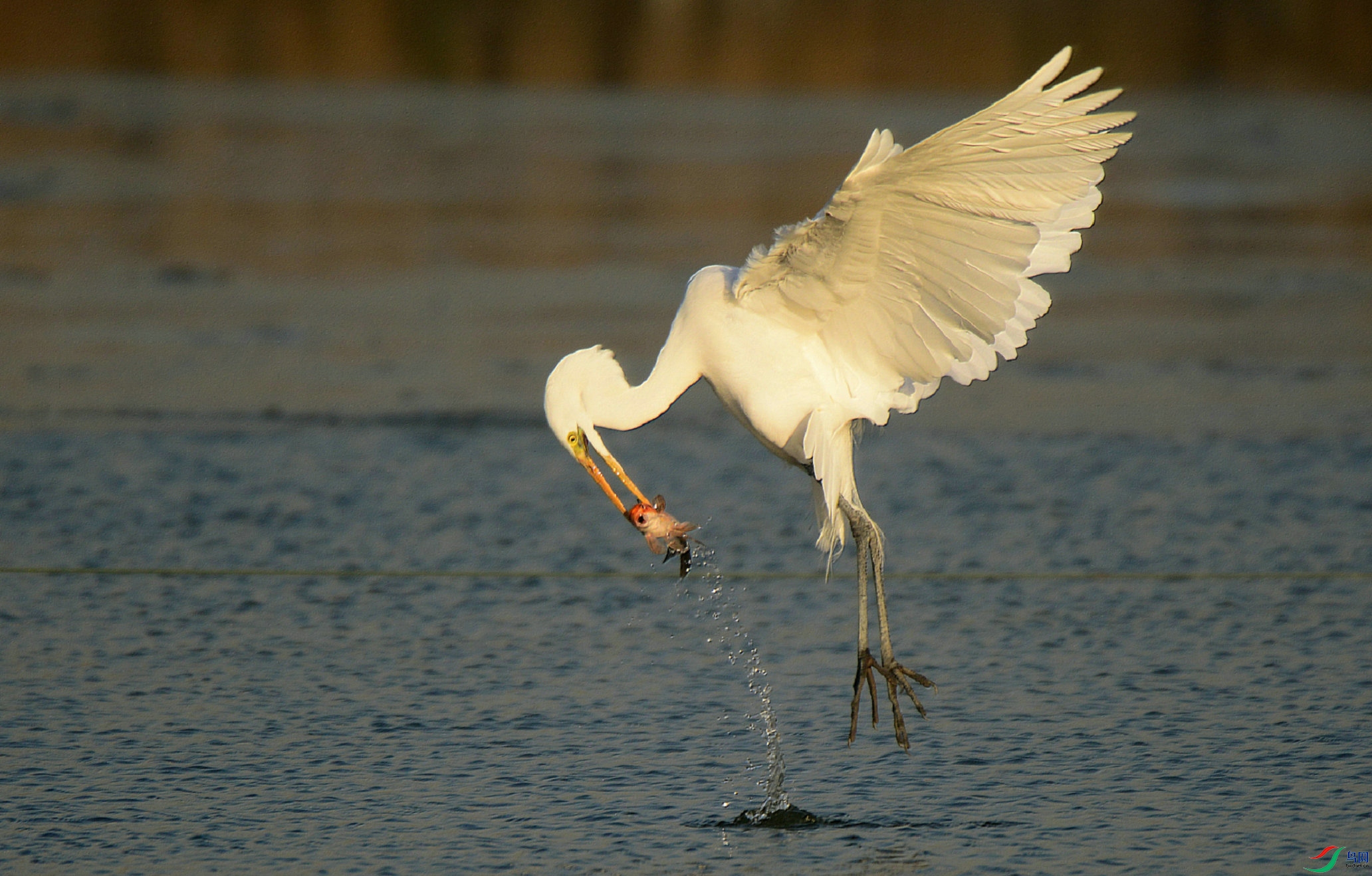 DSC_2875 - ����.jpg