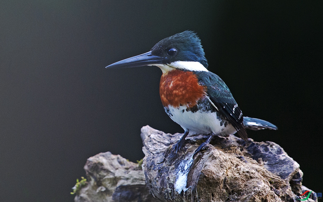 DSC_9636b.jpg