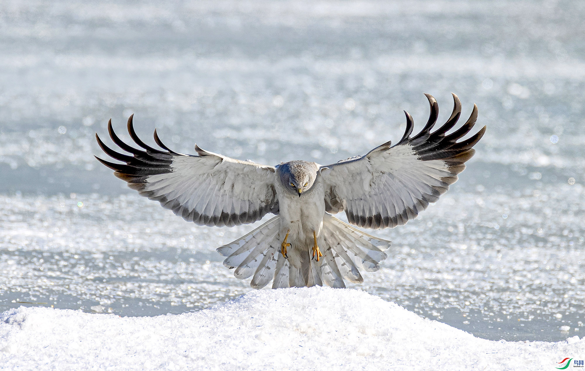 难得一见的鹰姿白尾鹞雄