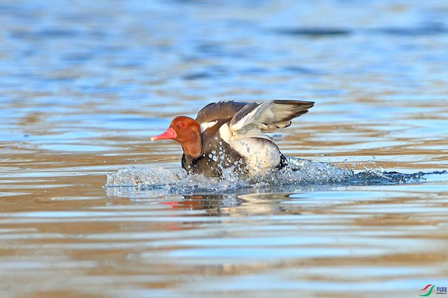 DSC_9329.JPG