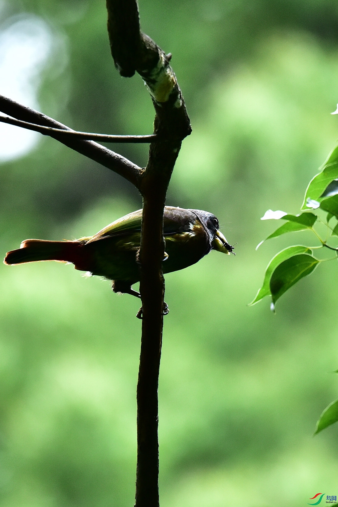 DSC_0921.JPG
