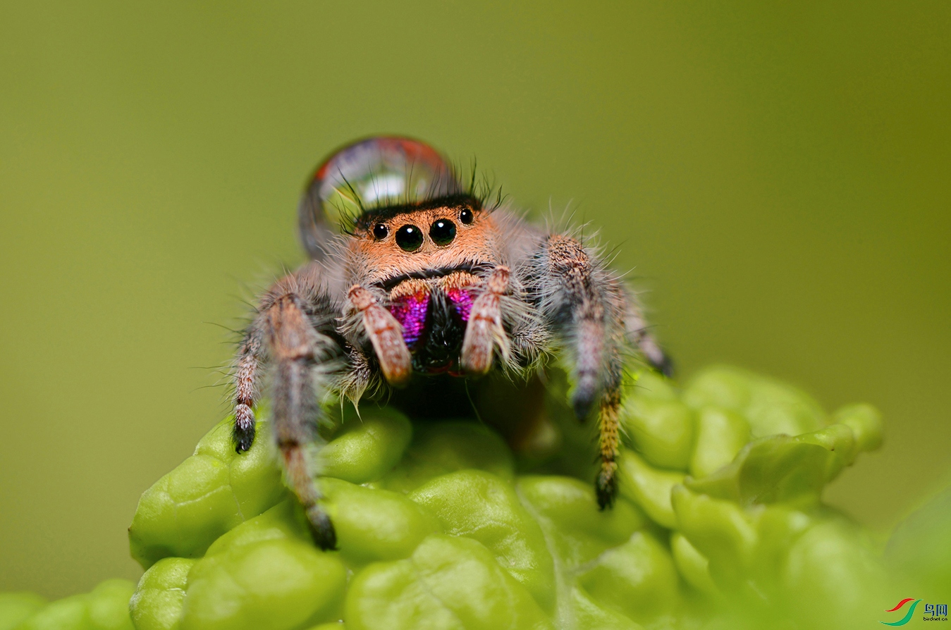 橙佛跳珠【贺获首页精华】