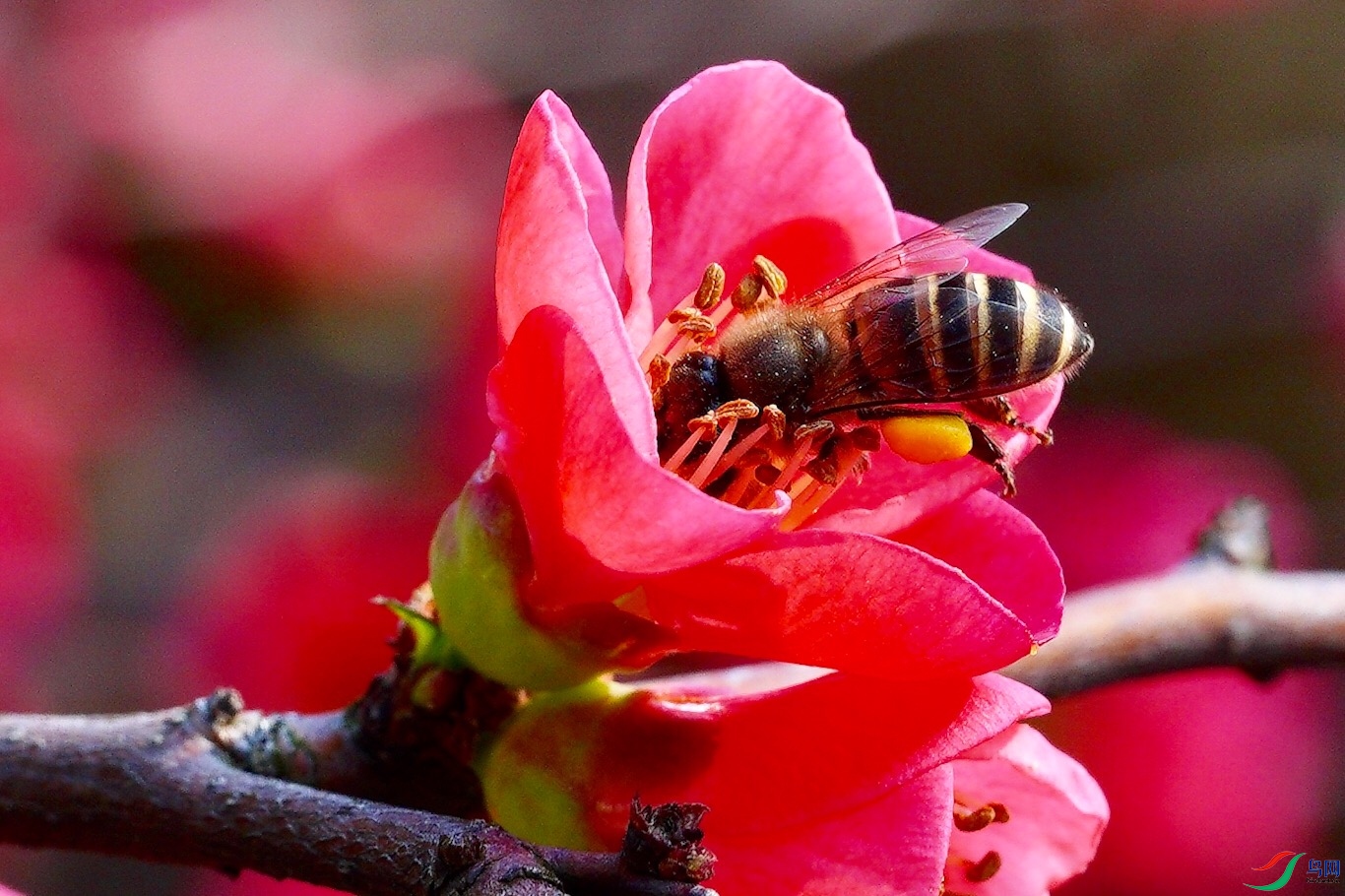 ���͵�С�۷�