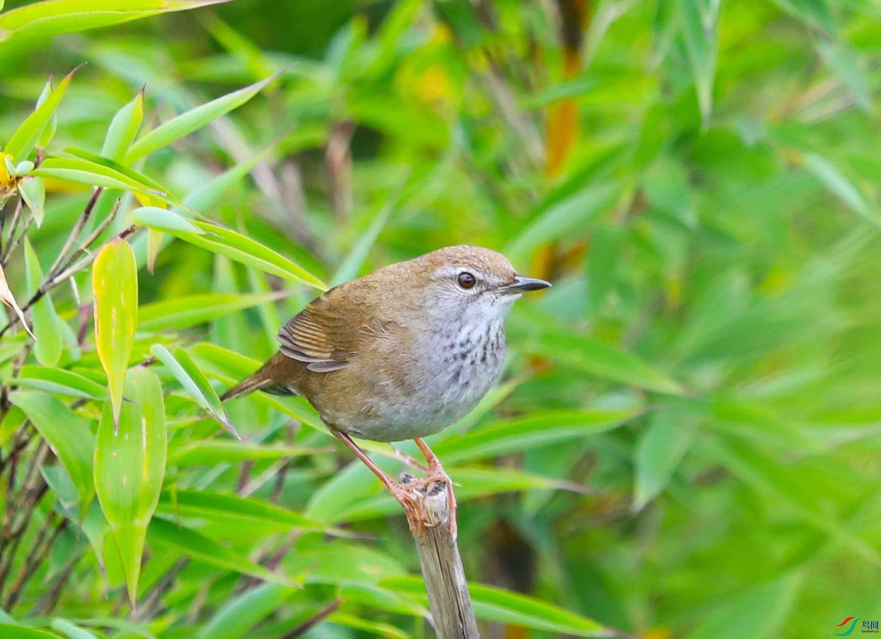 斑胸短翅莺02 摄于金猴岭.jpg