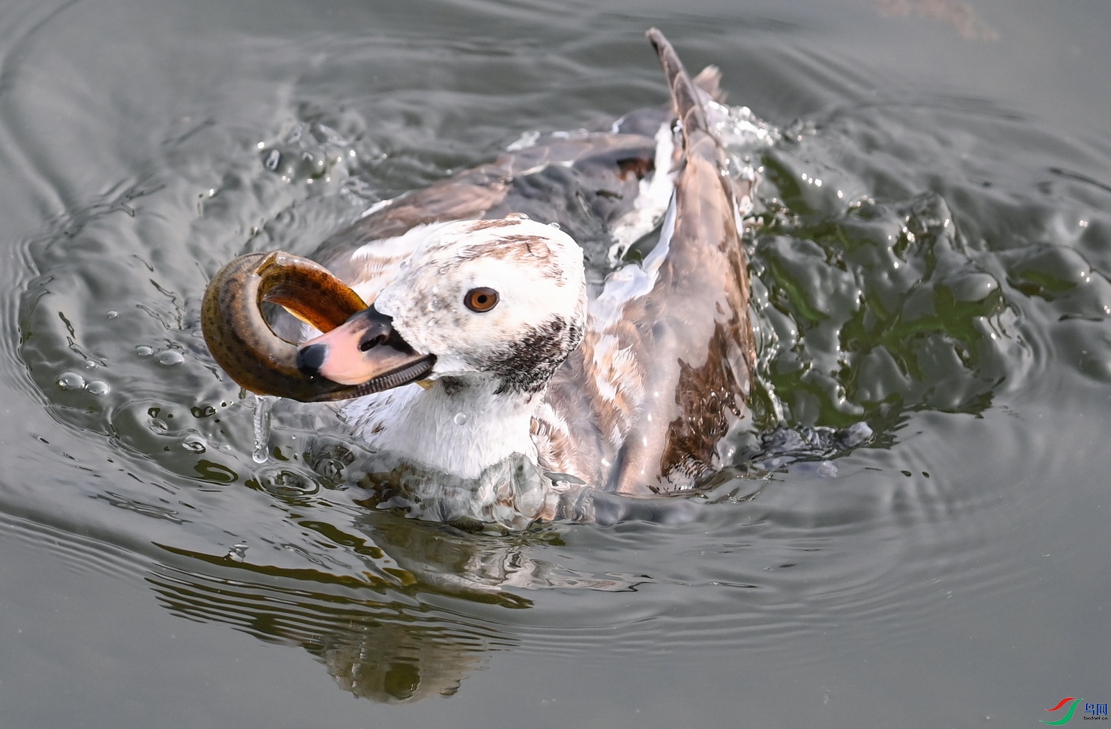 DSC_0896.JPG