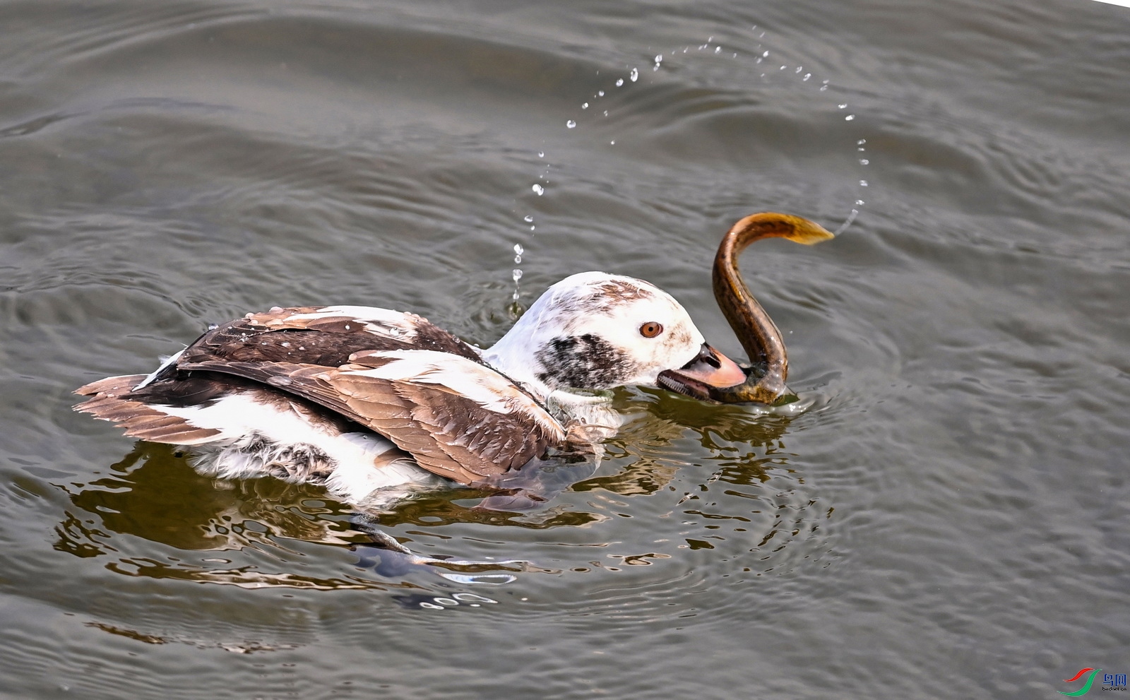 DSC_0963.JPG
