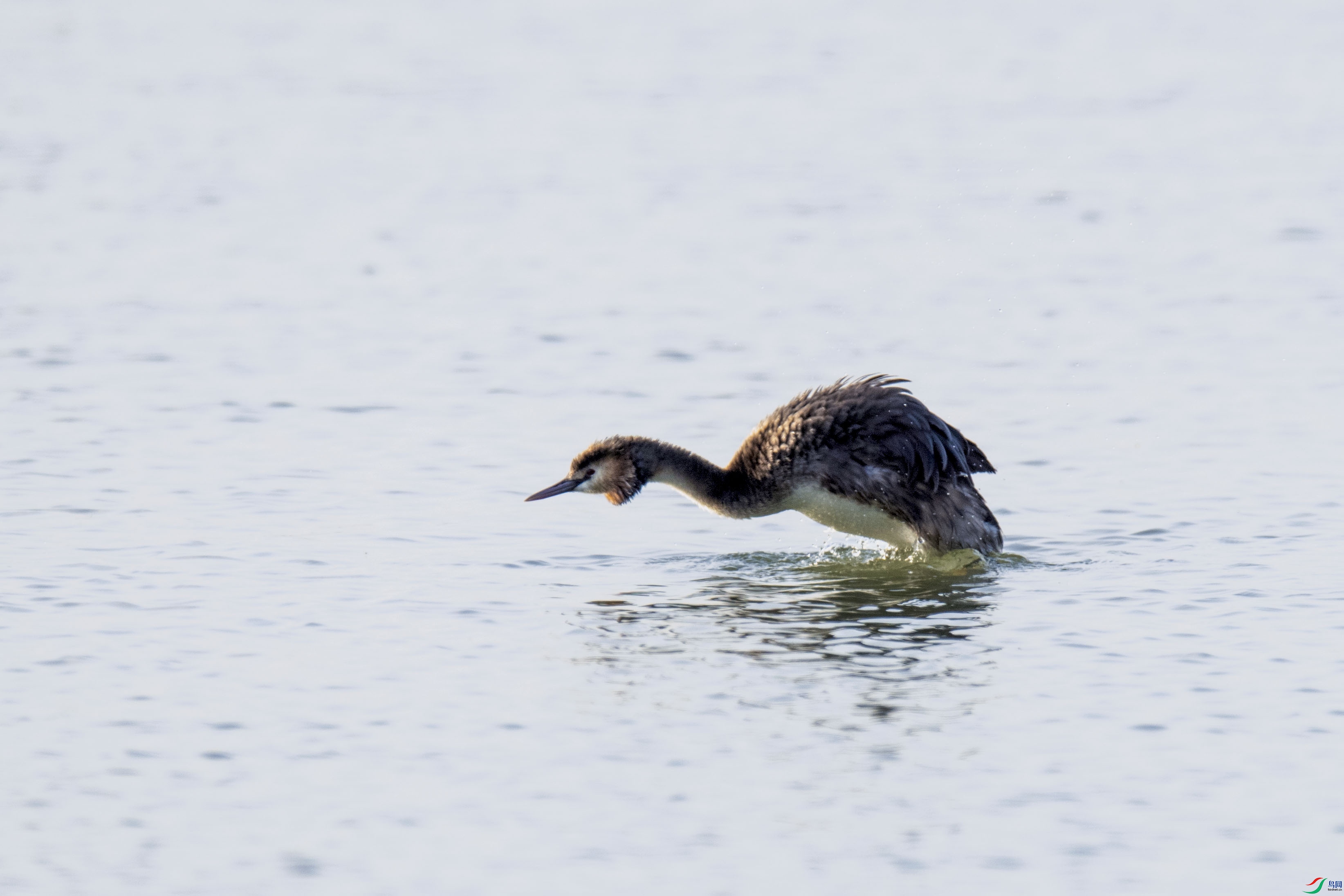 DSC_p5656.jpg