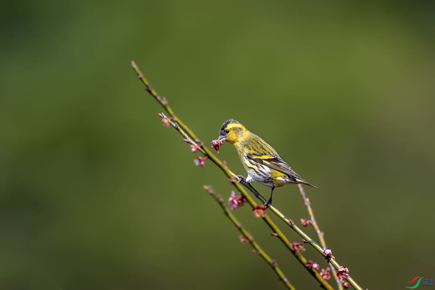 A9D00755a.jpg