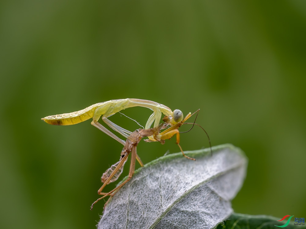 螳螂羽化