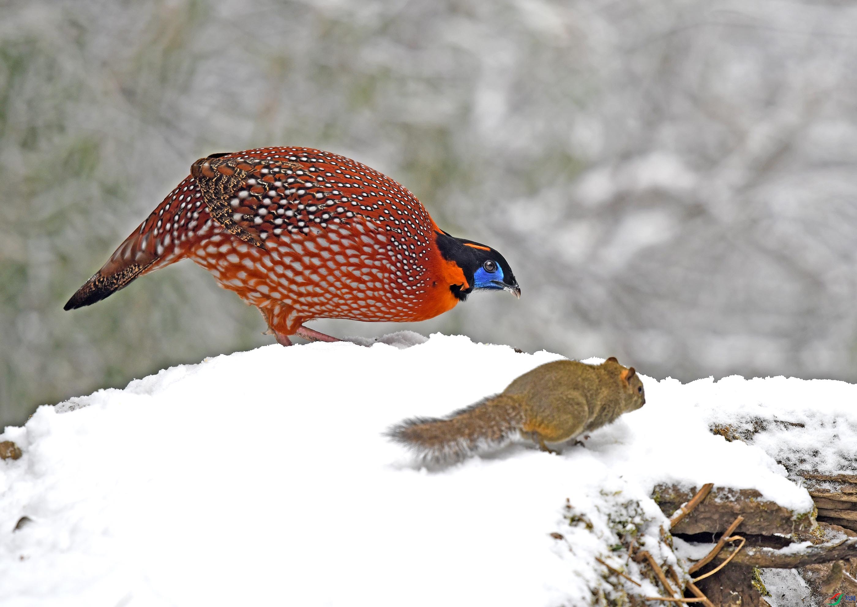 鸡鼠一道闹元宵祝贺佳作荣获首页精华