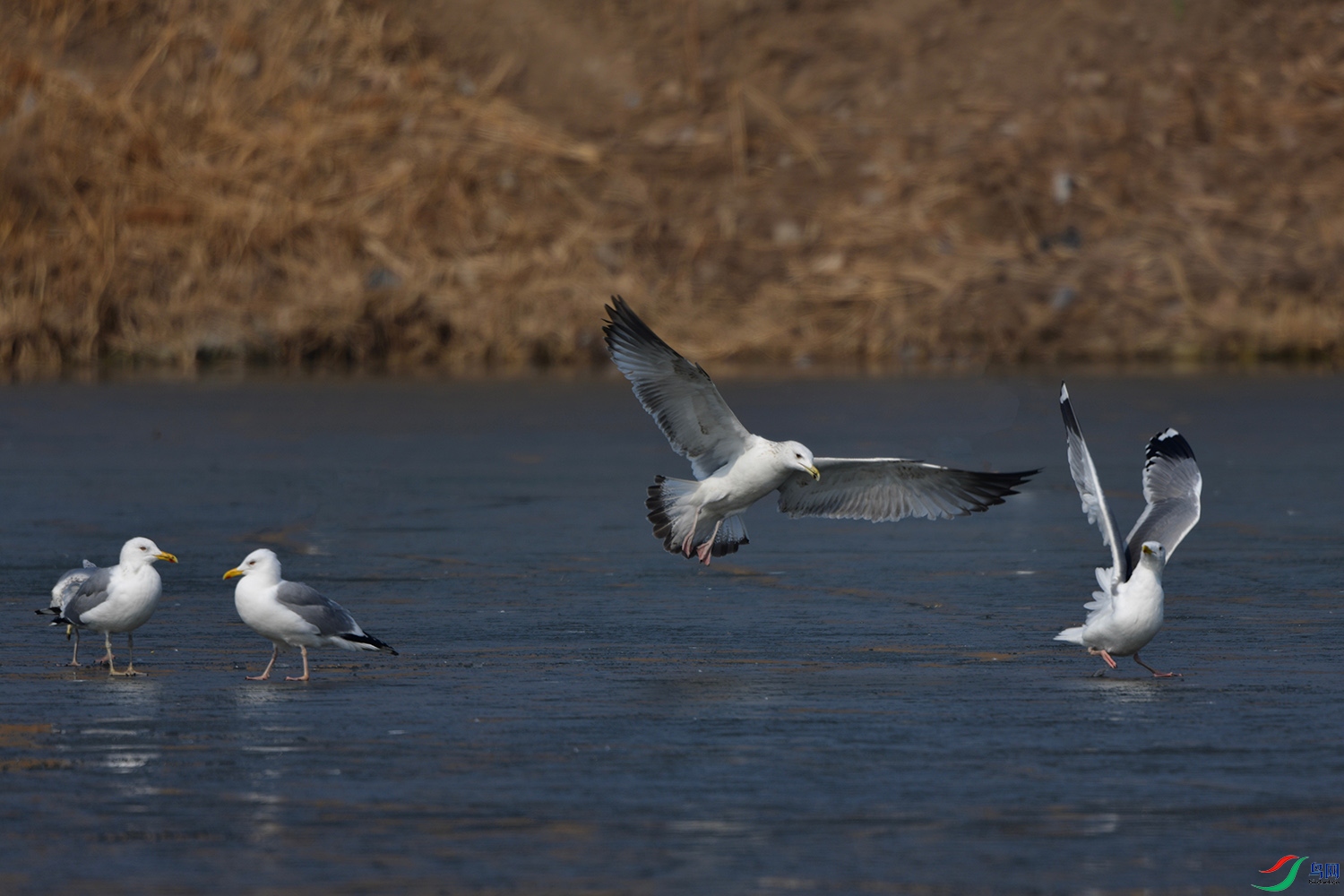 DSC_7567.jpg