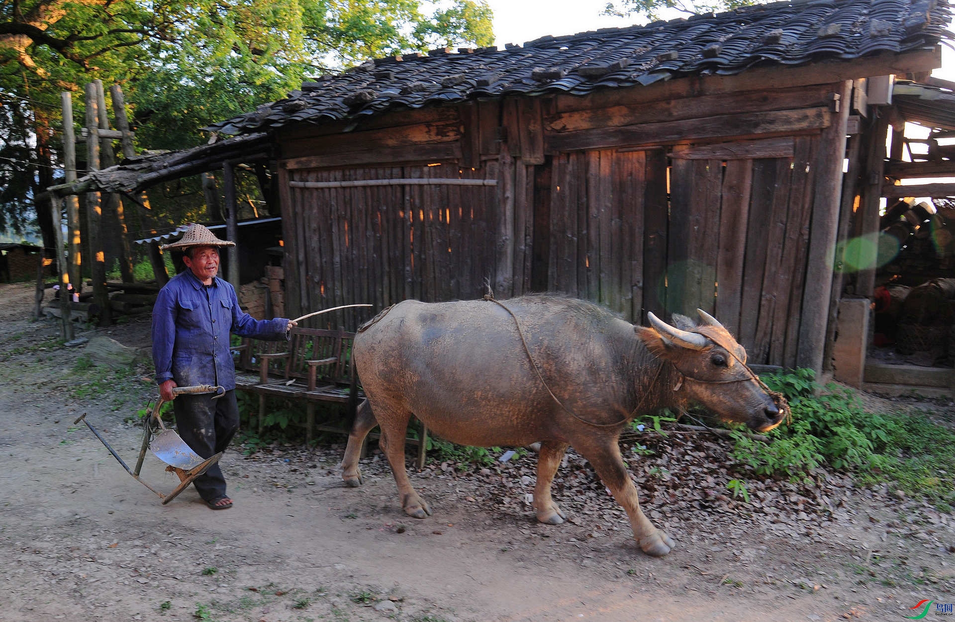 老农与牛