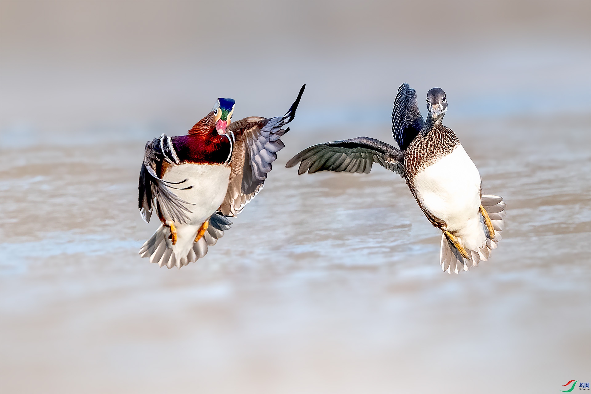 _DSC1512-9=.jpg