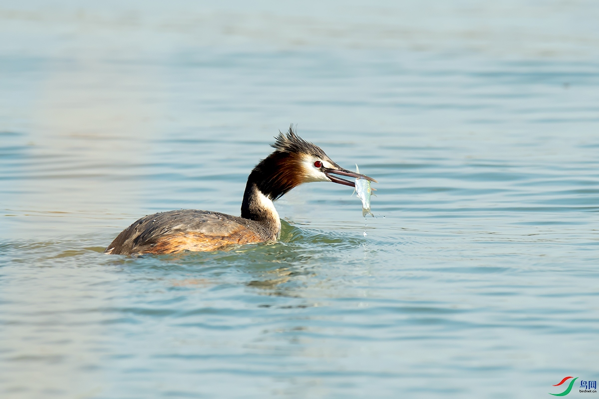 DSC_p7218.jpg
