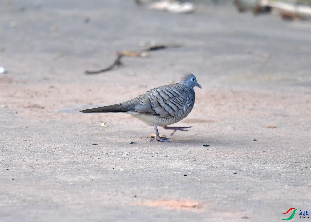 DSC_4662.JPG