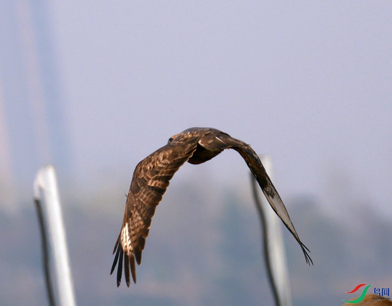 P6170409 - ����.JPG