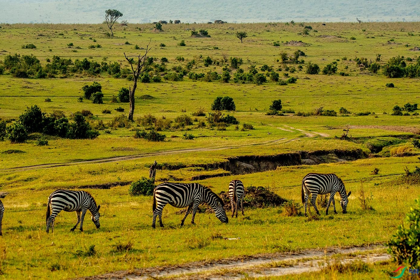 东非马赛马拉大草原野生动物风光25