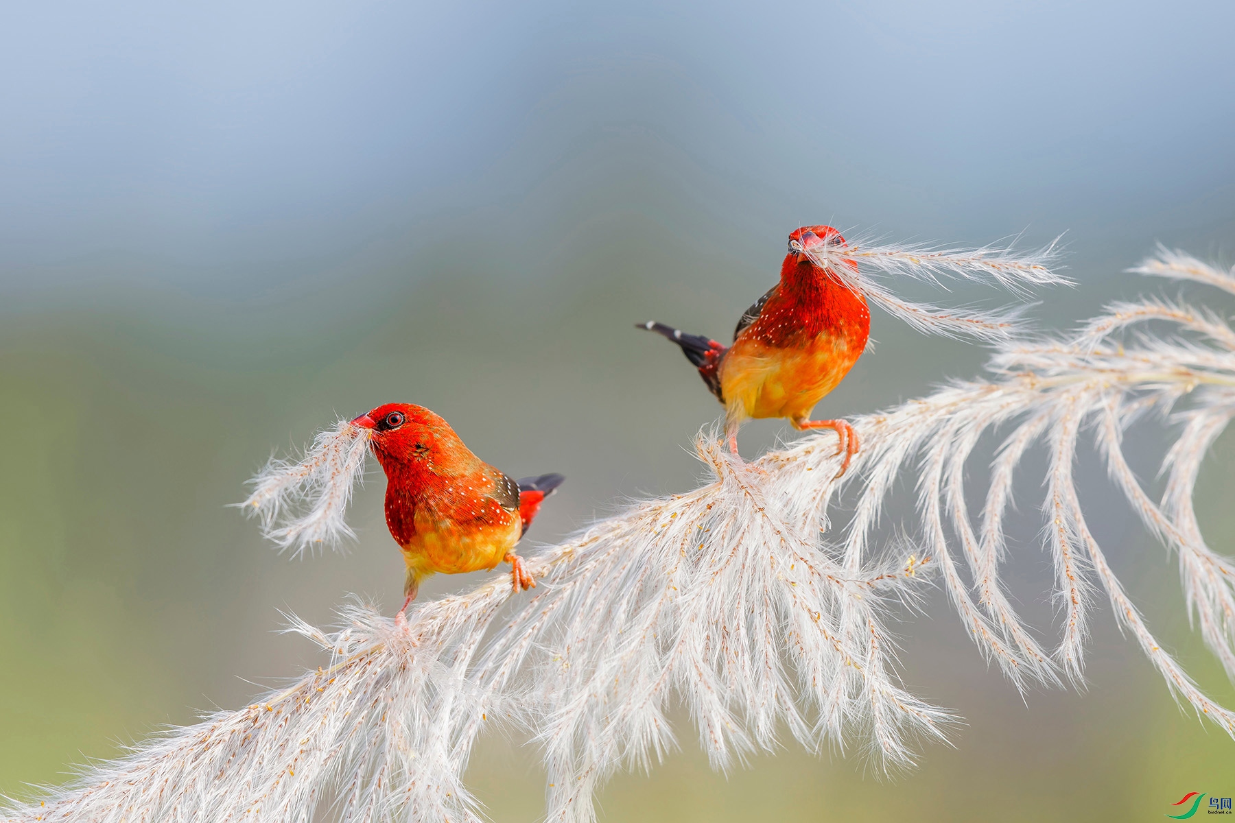 芦花飘荡～～～贺图获《首页鸟类精华》