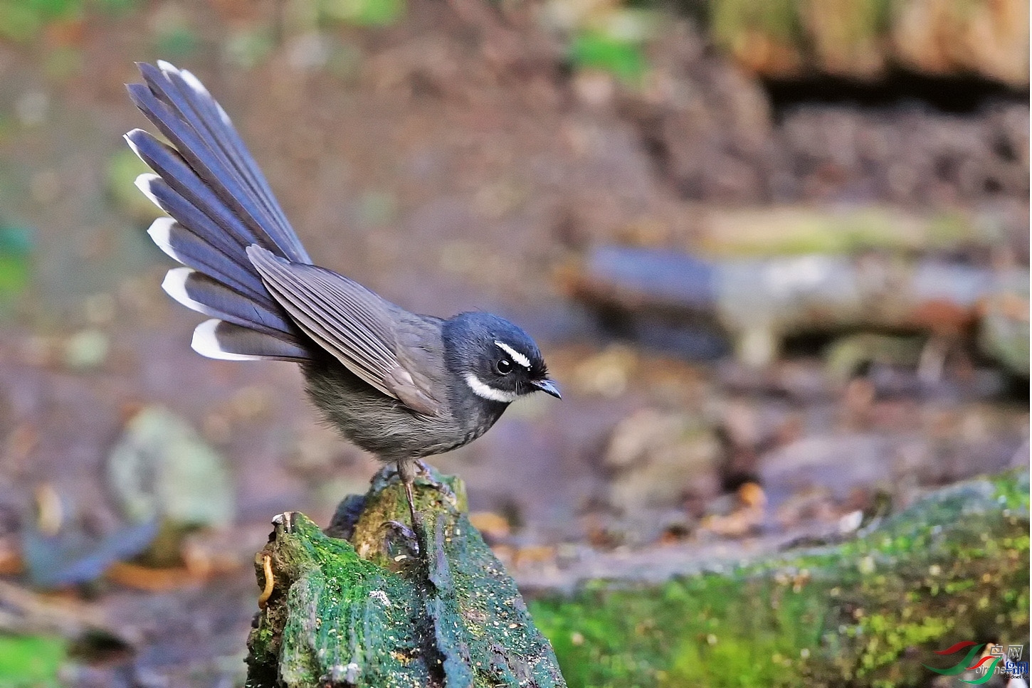 �뱭�ն� ��ʦ����������ʡ��ɽ���ڳ���.jpg