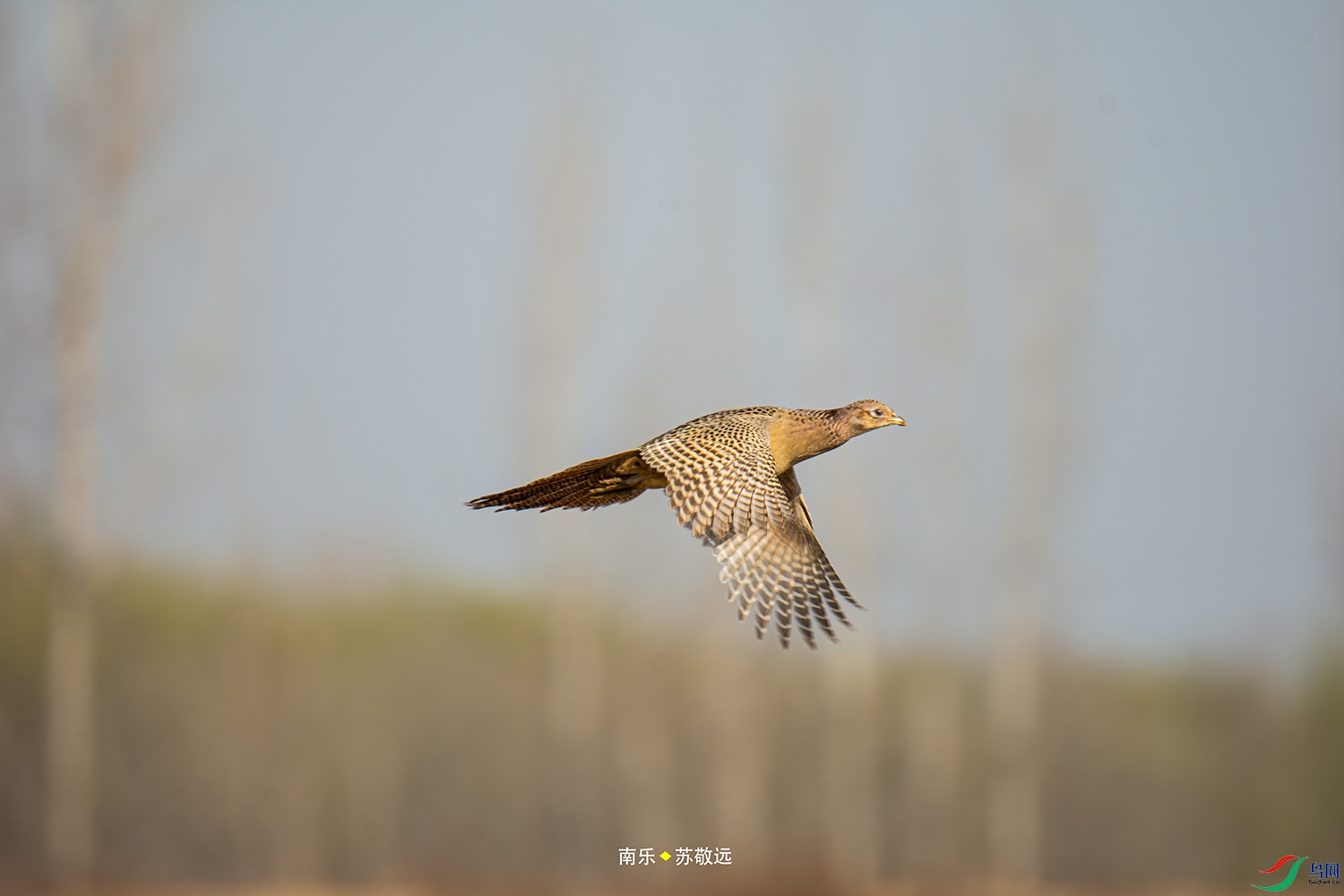 _DSC3184СС.jpg