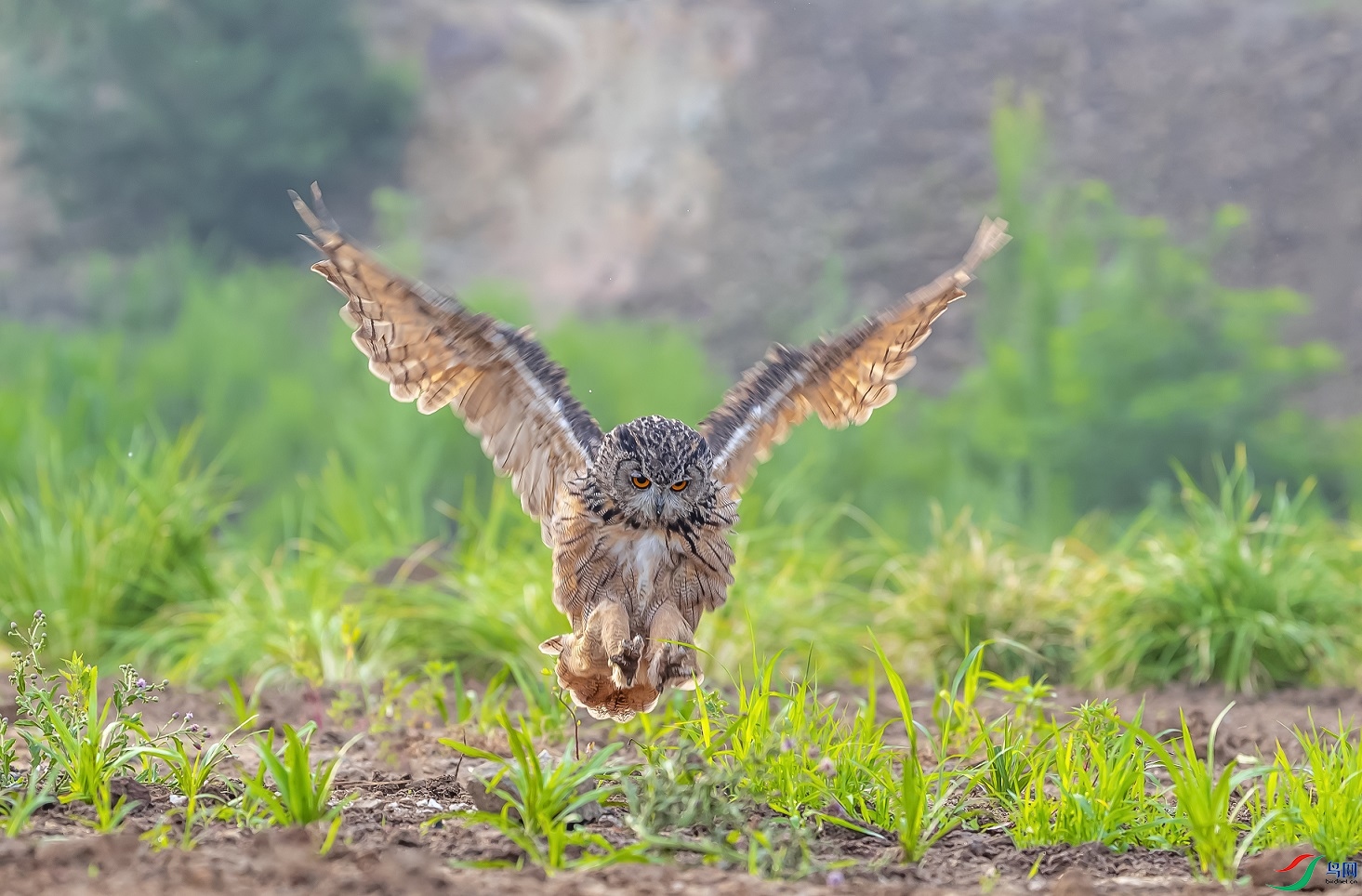 ��è����