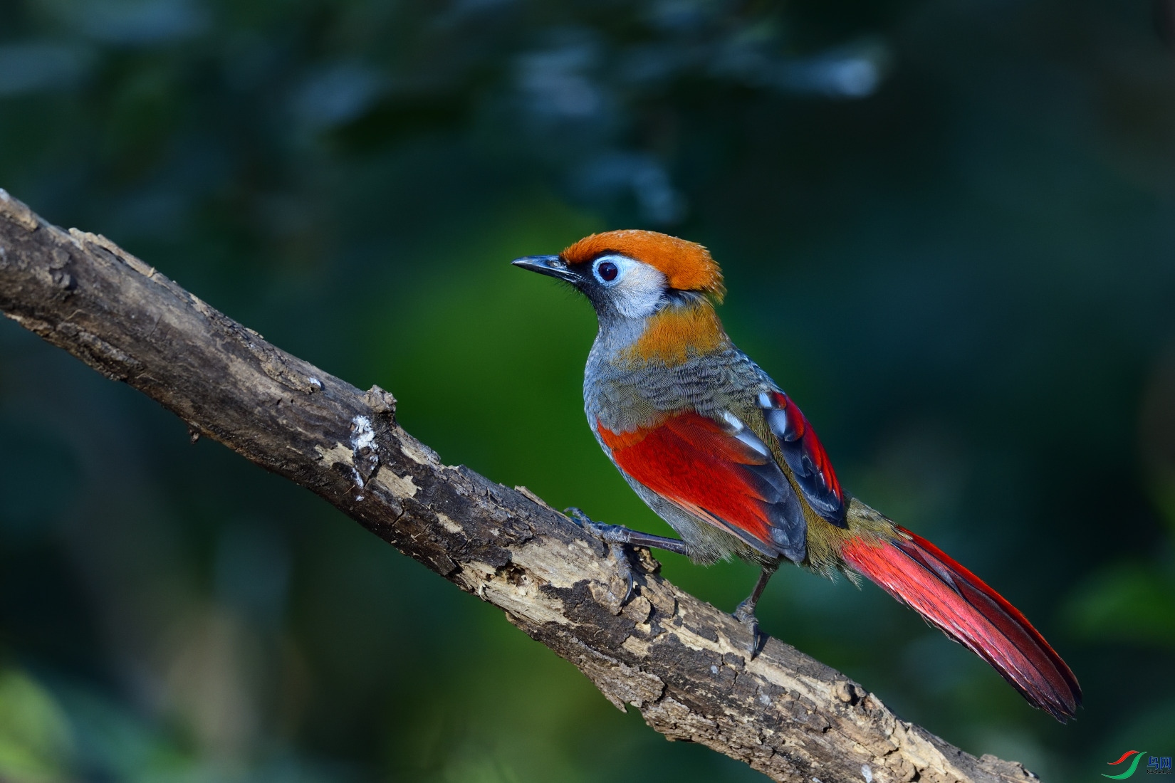 DSC_9474_00001.jpg
