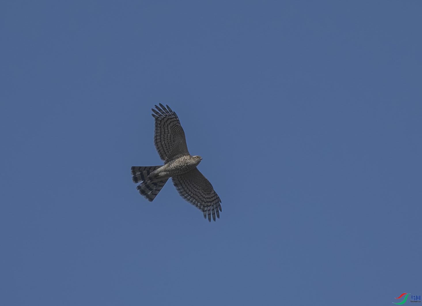 DSC_2412-DeNoiseAI-denoise.jpg