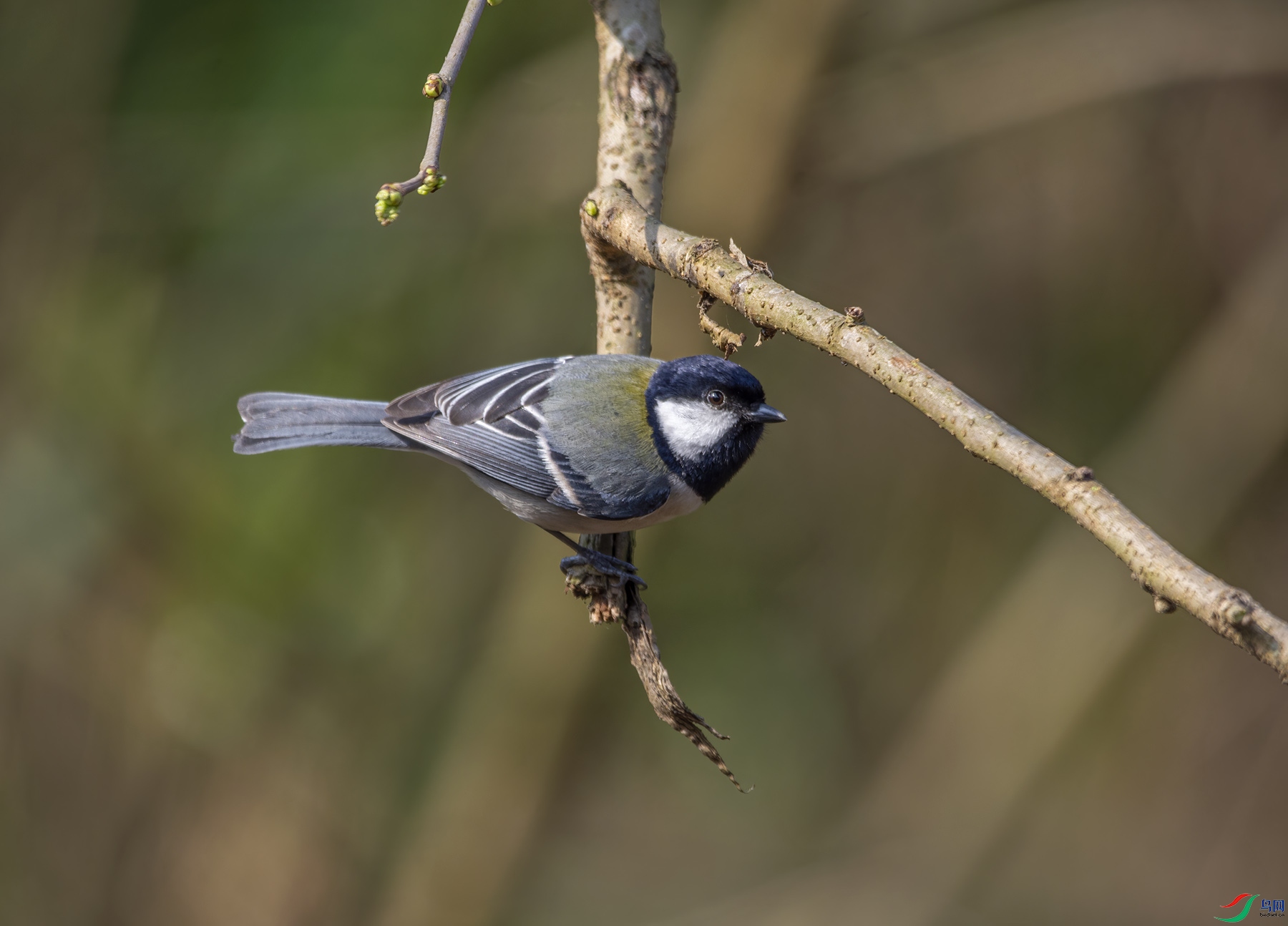 DSC_6283.jpg