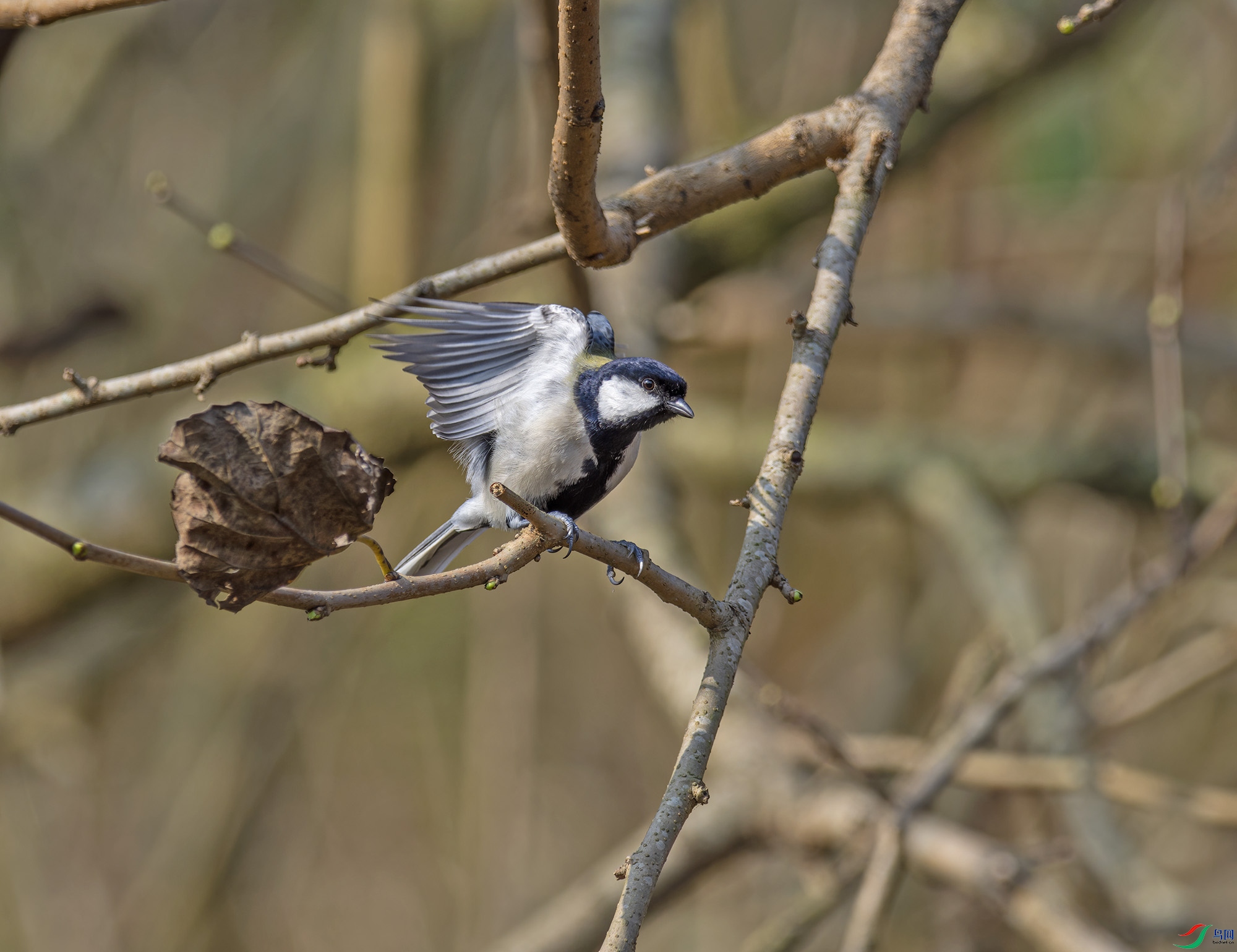 DSC_6379.jpg